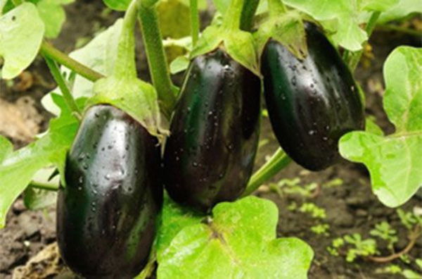 111027900.jpg 1-4.jpg